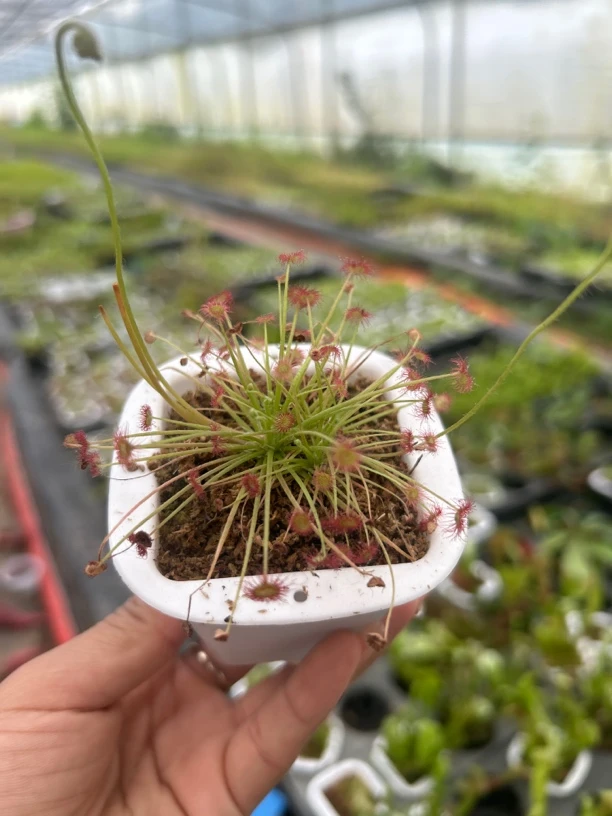 茅膏菜系列，原盆原土 捕蚊虫小黑飞  一物一拍