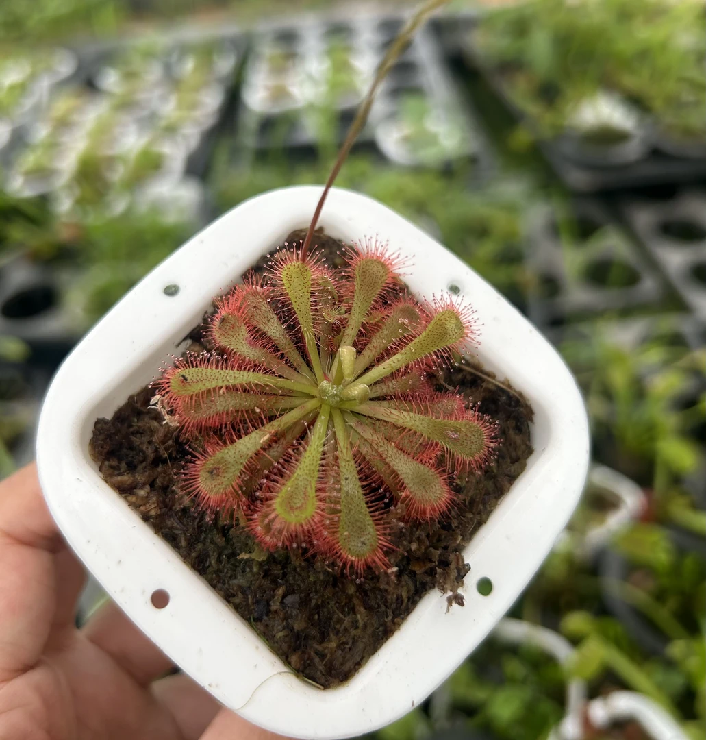 勺叶落夫丽茅膏菜，捕蚊虫 驱蚊 室内 净化空气