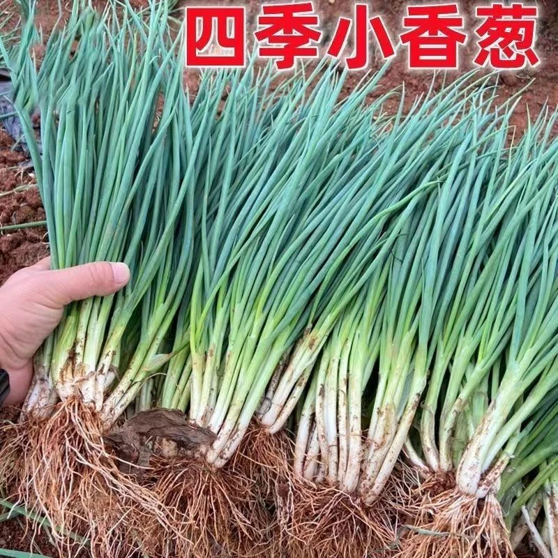 【现挖带泥小香葱苗5斤】河南现挖放心新鲜小香葱2-5斤