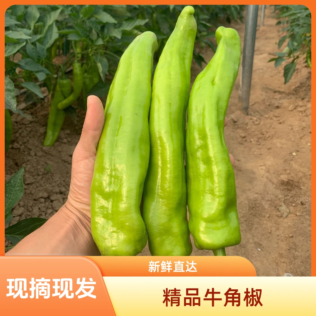 【牛角椒5斤】新鲜辣椒青辣椒皮薄肉厚尖辣椒河南现摘现发1斤3斤5斤