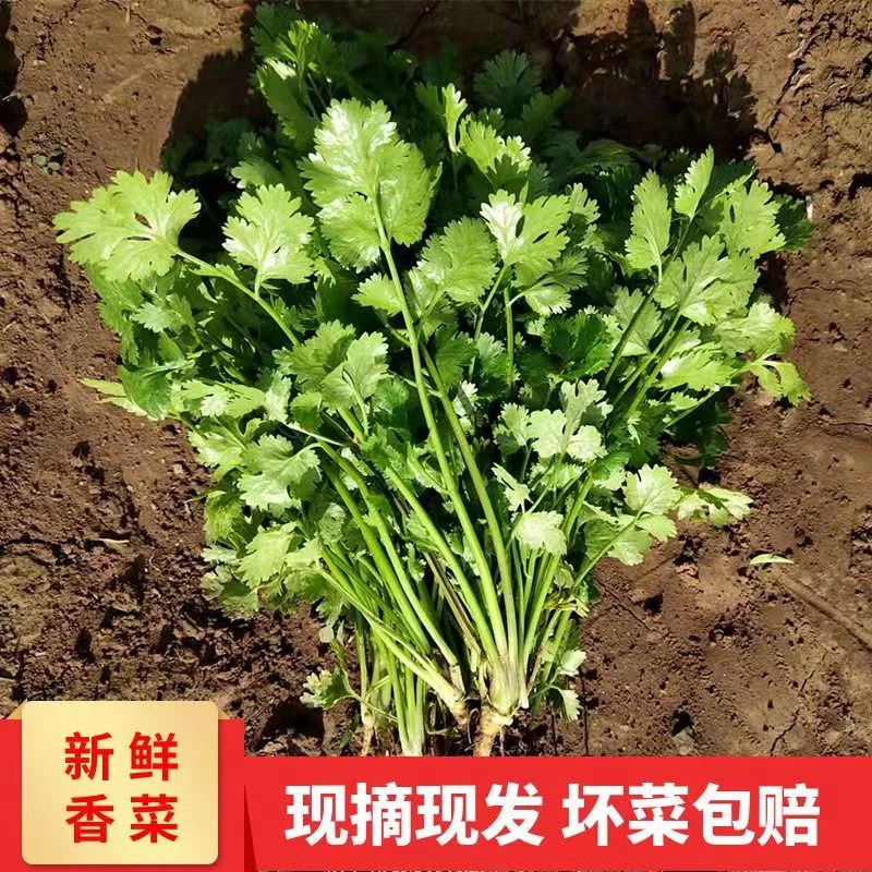 【新鲜香菜】芫荽现挖小香菜大叶香菜老品种香菜1-3斤
