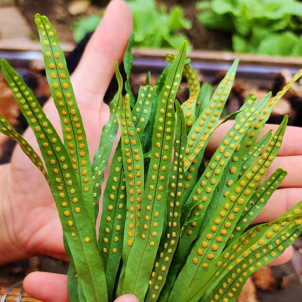 大哥茶【野生黄金茶】东北长白山特产 非云南茶 煮茶泡水滋补大哥