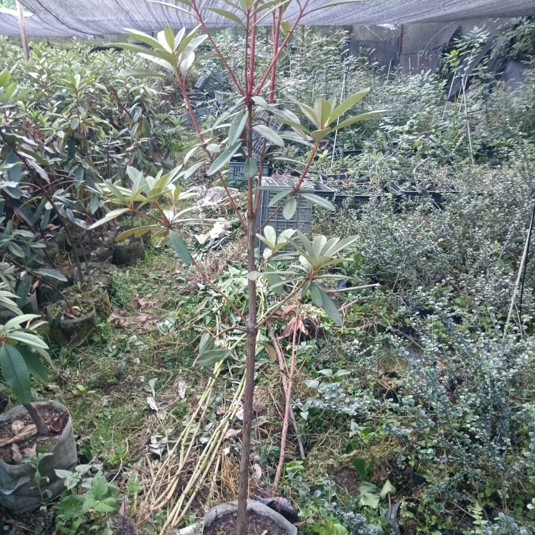 云南高山杜鹃马缨花大树杜鹃大红花庭院绿植