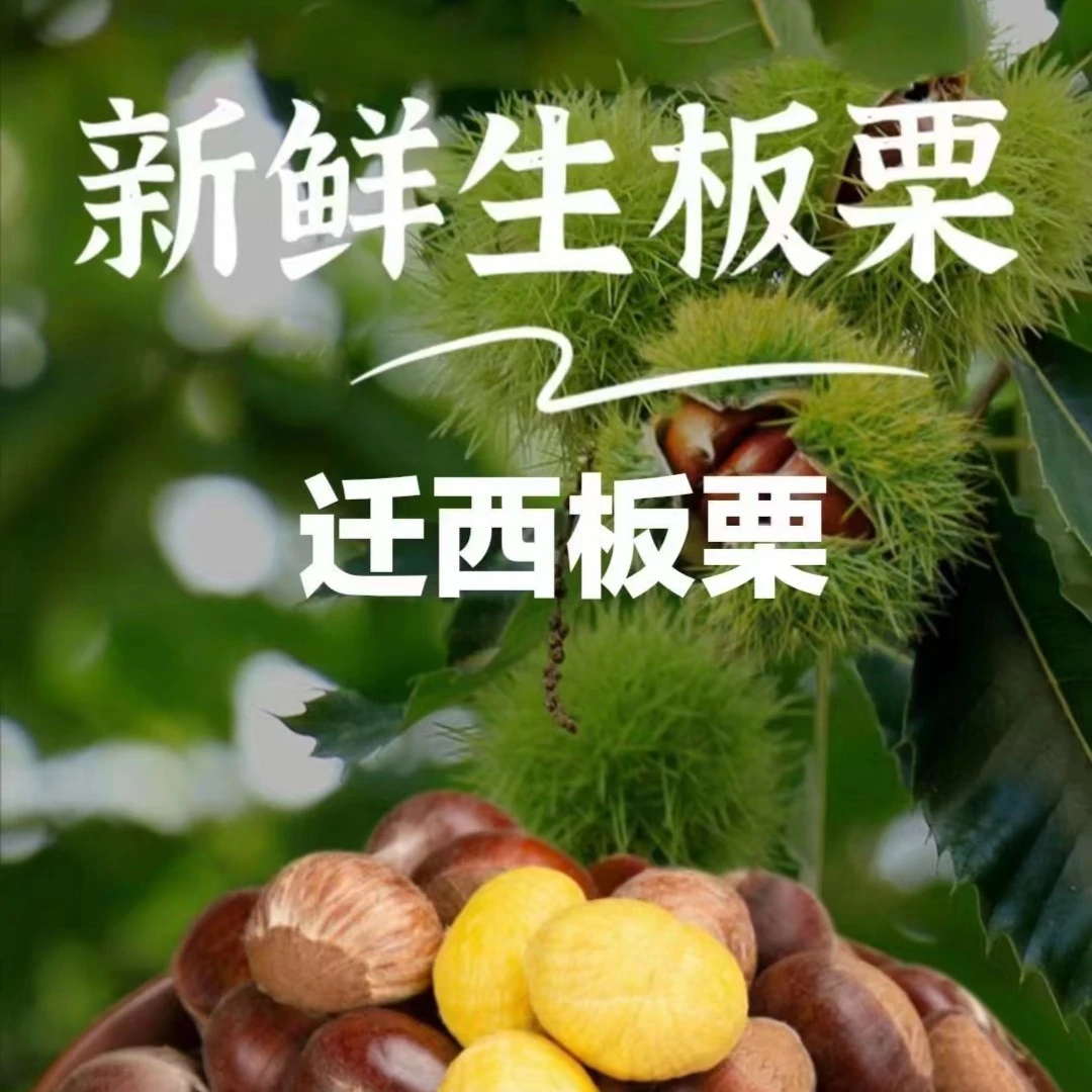 【迁西直发】正宗迁西板栗3113新鲜生板栗2斤5斤装