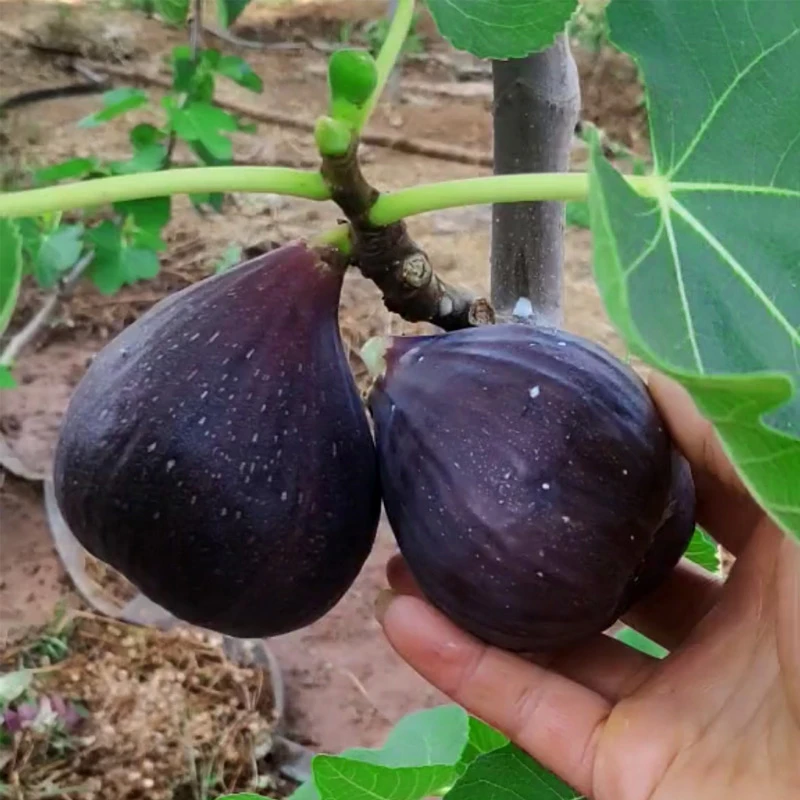 无花果树果苗盆栽带果带土特大无花果苗当年结果斯特拉无花果树苗