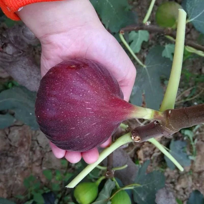 无花果树苗波姬红矮化盆栽地栽南方北方种植当年结果特大无花果树