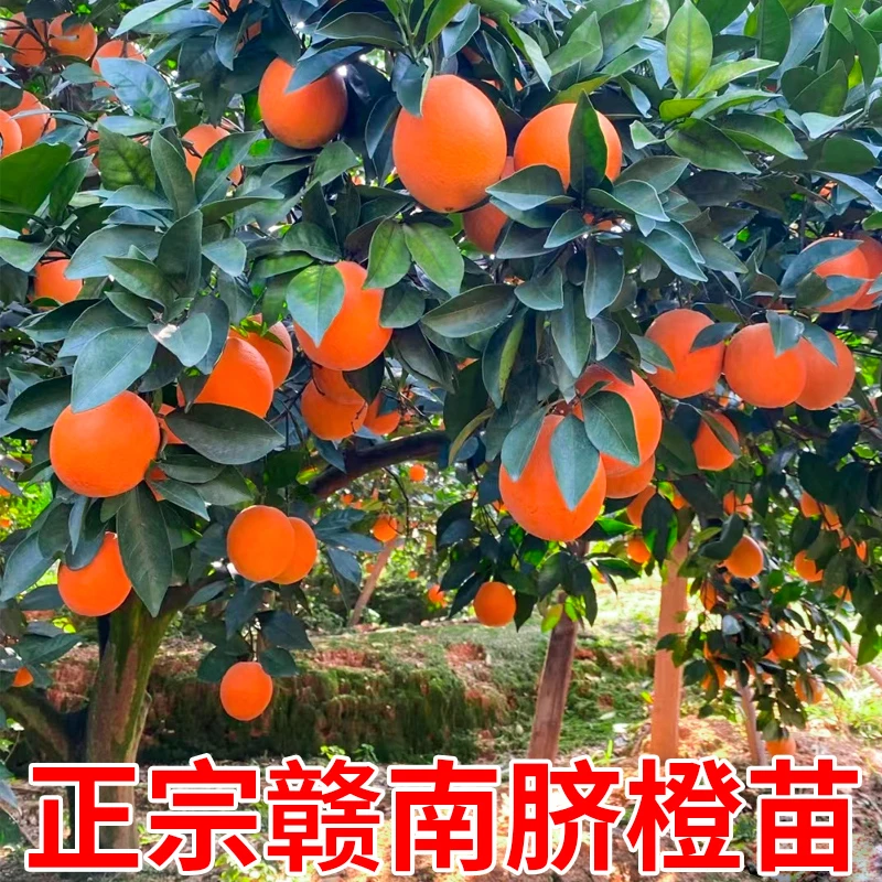 脐橙苗纽荷尔脐橙苗嫁接橙子树苗南方北方种植果树果苗当年结果