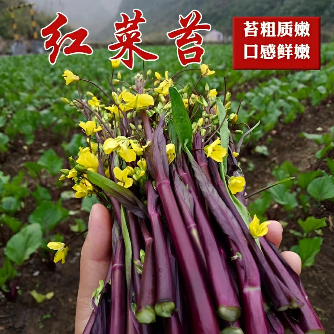 杂交红菜苔耐热浓香红菜苔