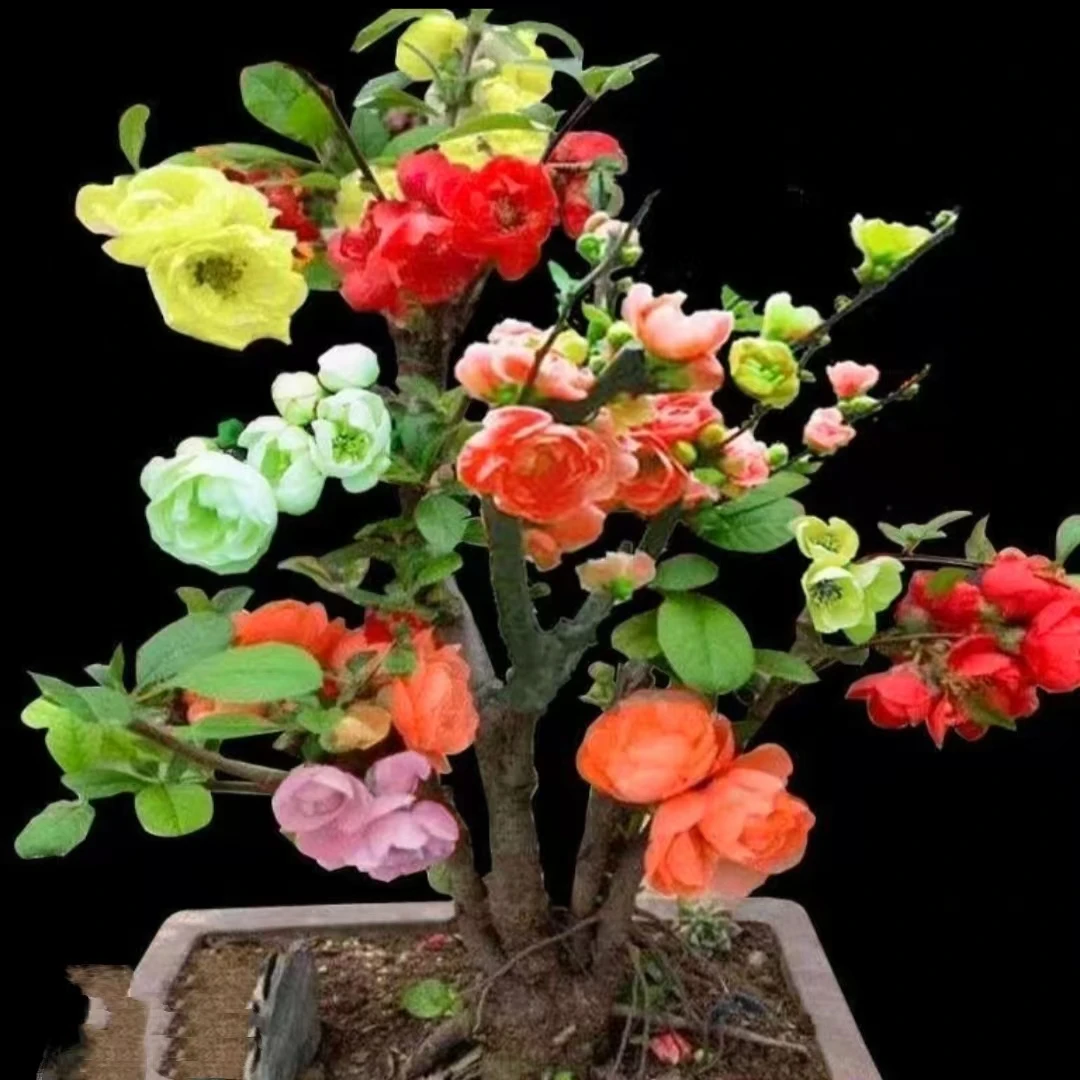【多色海棠】盆栽好养花卉室外植物室内盆景老桩耐寒植物四季植物