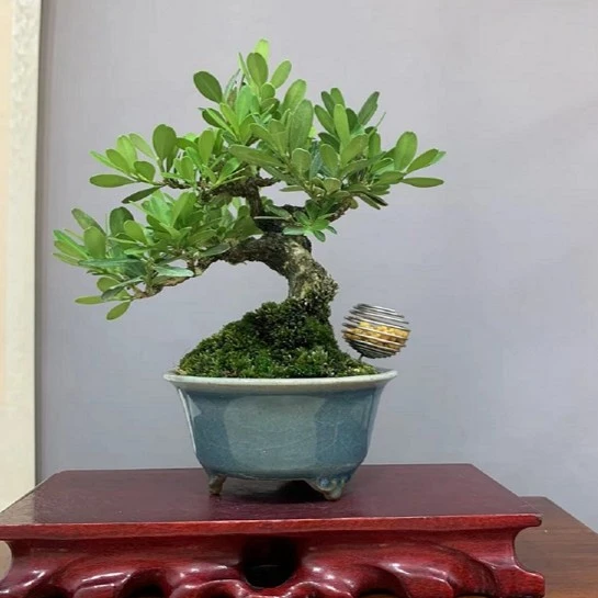 雀梅白蜡黄杨榆树精品微盆栽