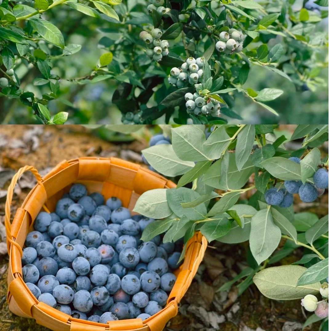 一树一拍蓝莓果树