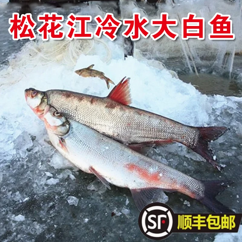 东北自然生长野生大白鱼 翘嘴鱼7.5-8斤包邮