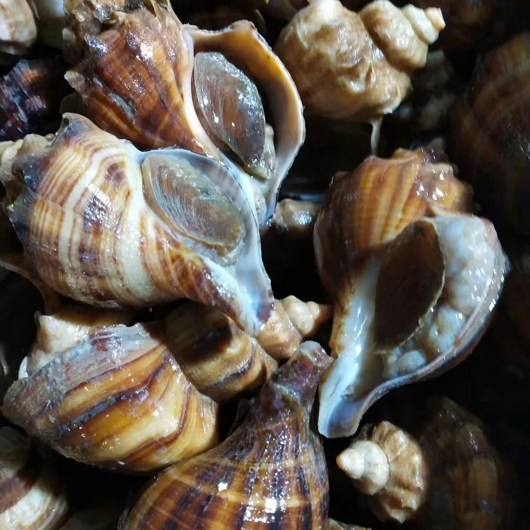 （生鲜）大连海螺  新鲜海螺 发货2斤3斤