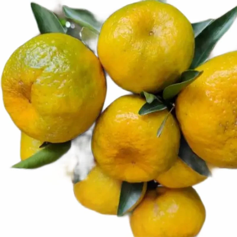 【5斤】椪柑2.5kg±100g