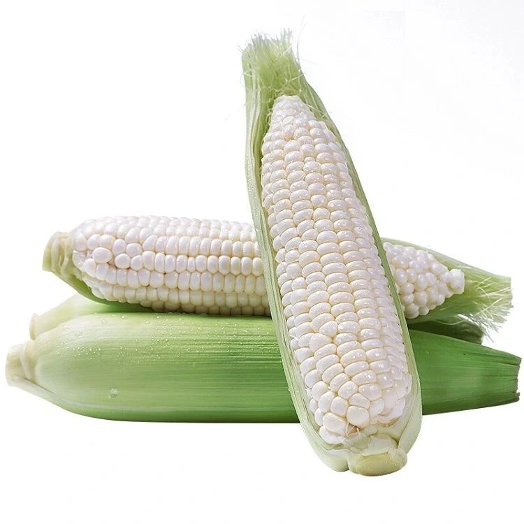 粘玉米(根) 约200-250g