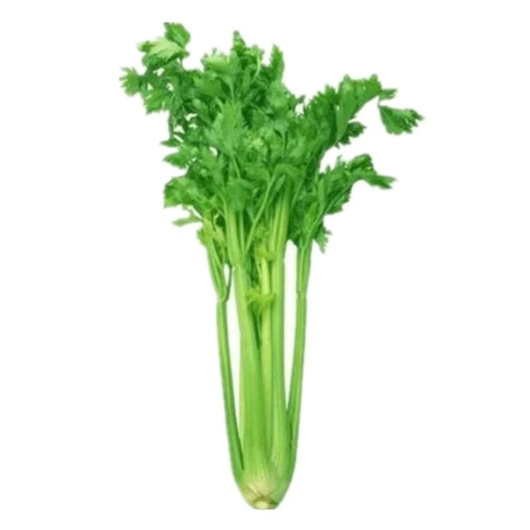 西芹芹菜600-900g整颗