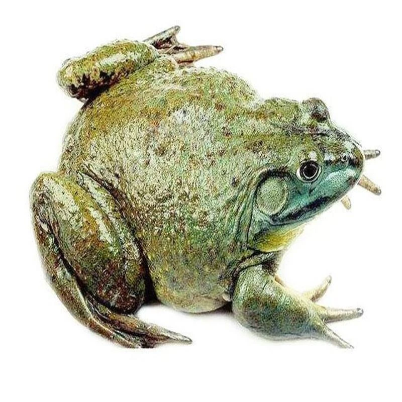 牛蛙（只去皮去内脏）处理前1.45-1.5kg【3斤左右，量比较大】