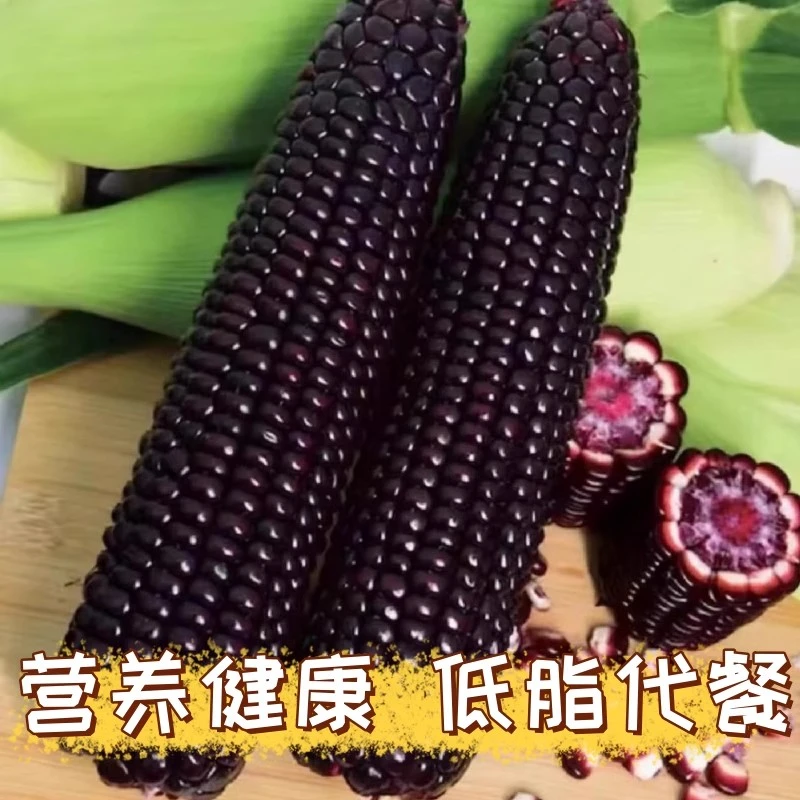 新鲜黑糯玉米现摘当季整箱黑甜玉米粗粮苞谷嫩玉米棒子蔬菜包邮