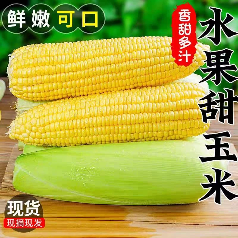 广西水果玉米新鲜当季爆浆脆甜玉米棒子生吃即食蔬菜包谷黄玉米