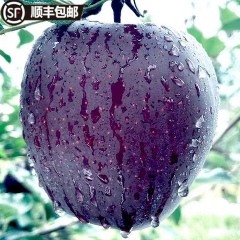 【顺丰包邮】甘肃黑钻黑卡苹果黑色纯甜苹果新鲜当季水果现摘现发