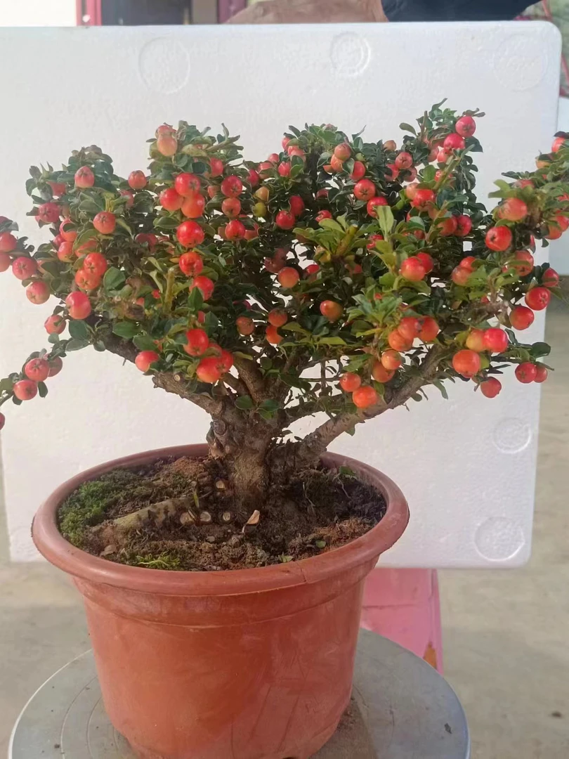 红花盆景荀子西施大果素材