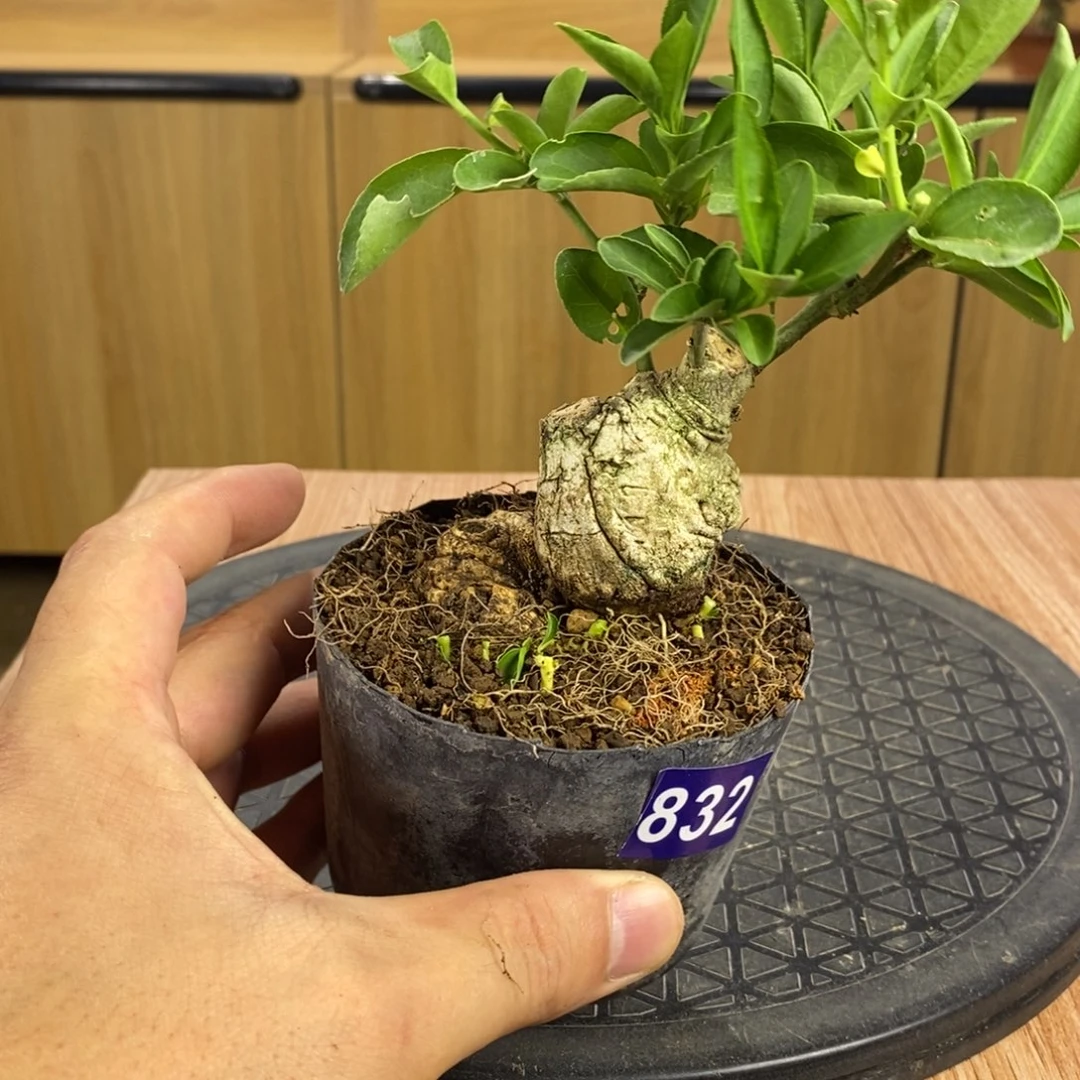 红陶20CM（含）-50CM（不含）欧****制832