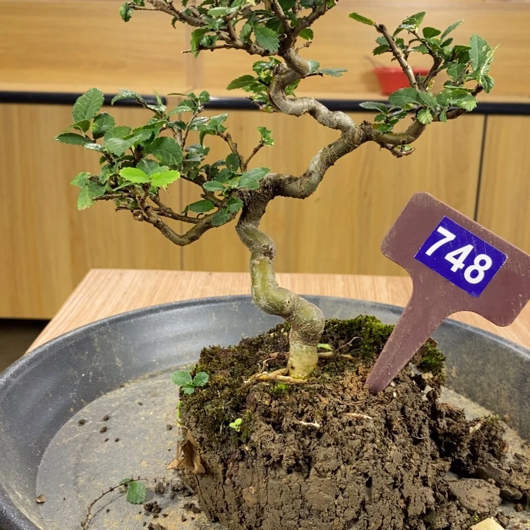 红陶20CM（含）-50CM（不含）青*748