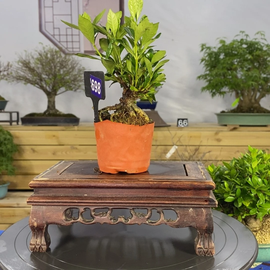 红陶20CM（含）-50CM（不含）玉*辰698
