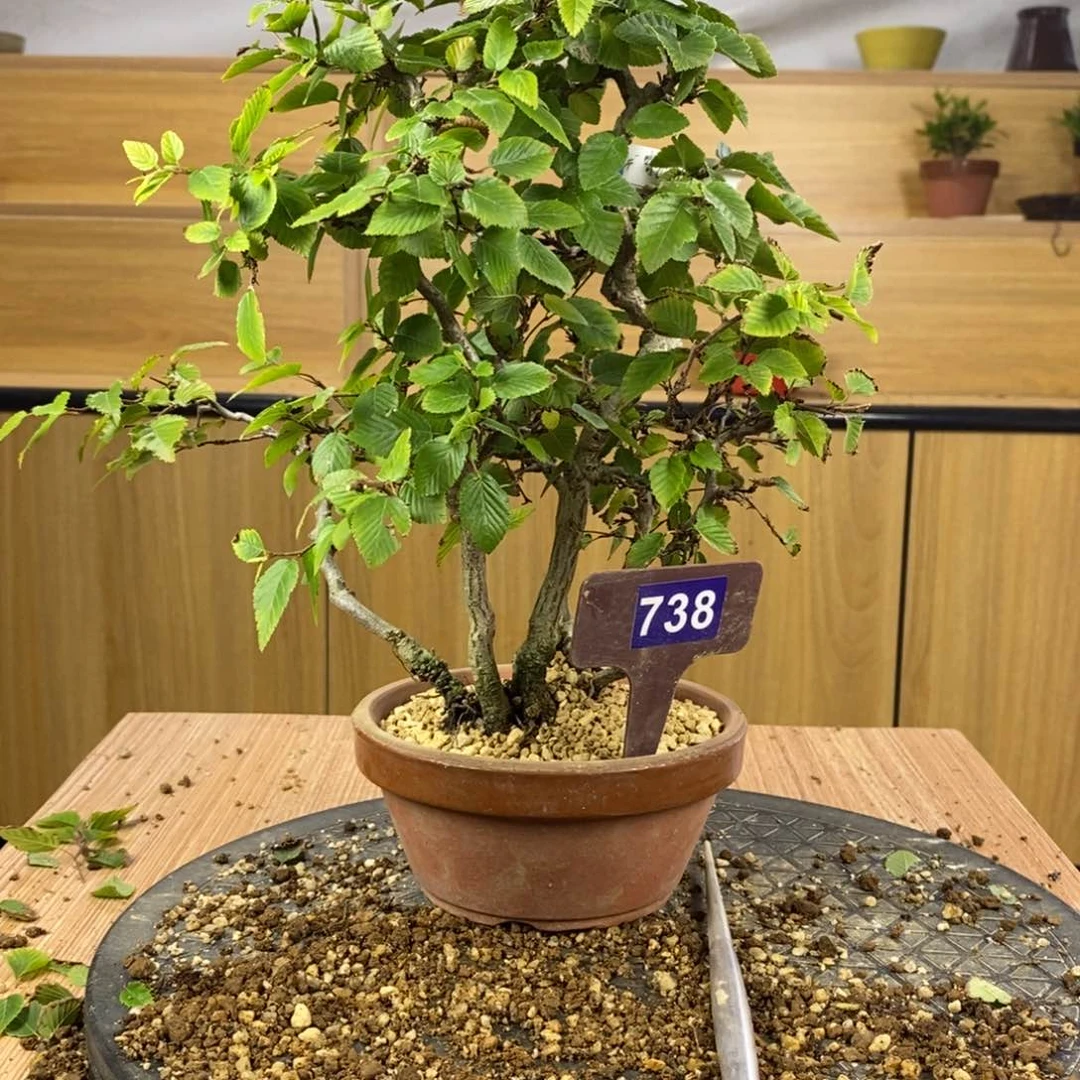 红陶20CM（含）-50CM（不含）枀*738
