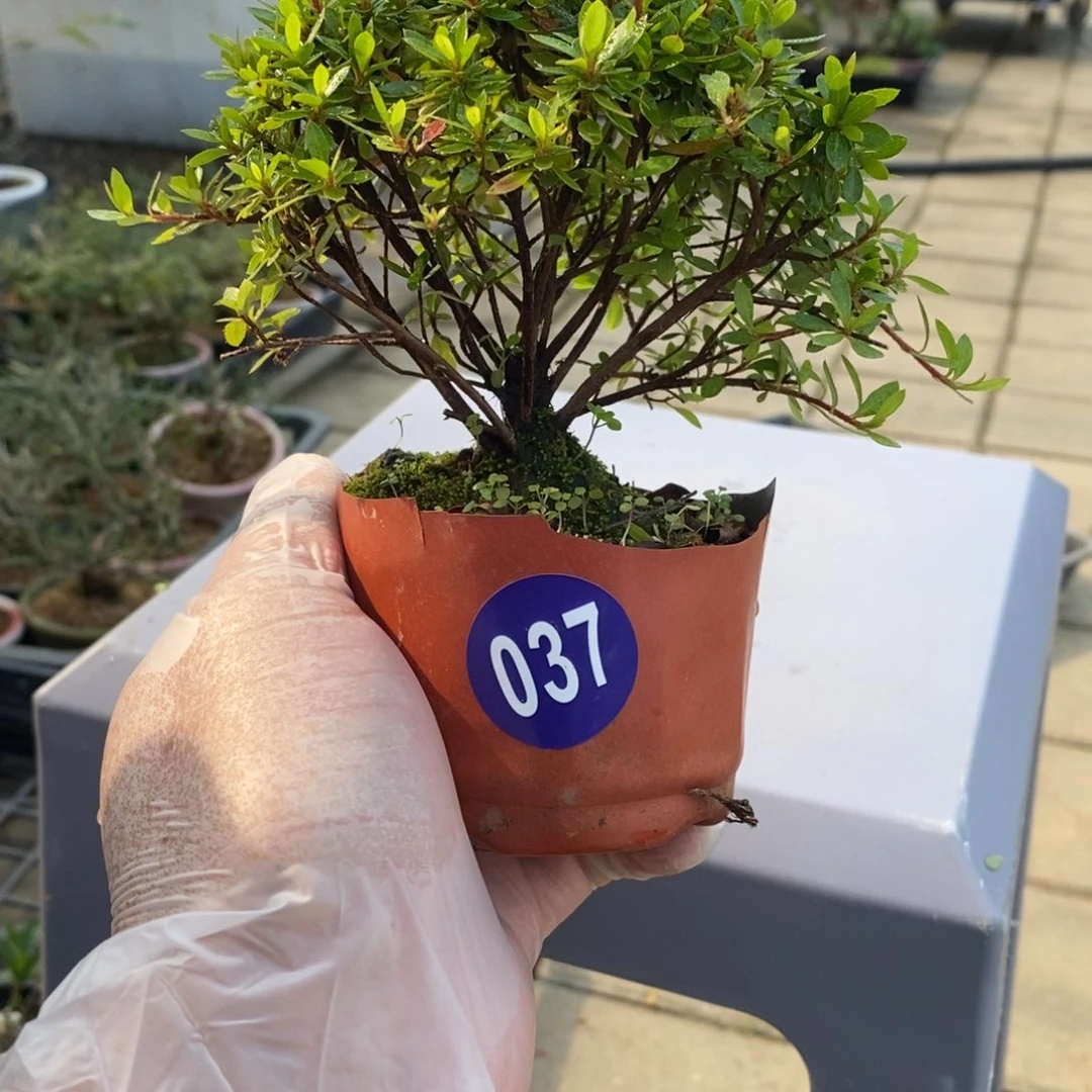 红陶20CM（含）-50CM（不含）小*037