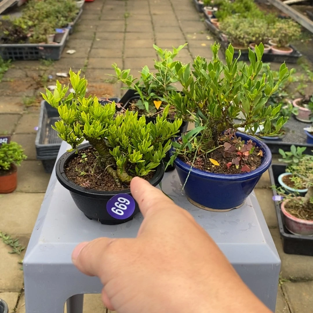 红陶20CM（含）-50CM（不含）大****爱669