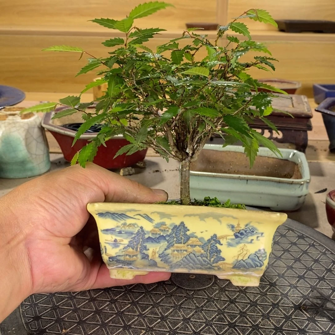 红陶20CM（含）-50CM（不含）陈*盆