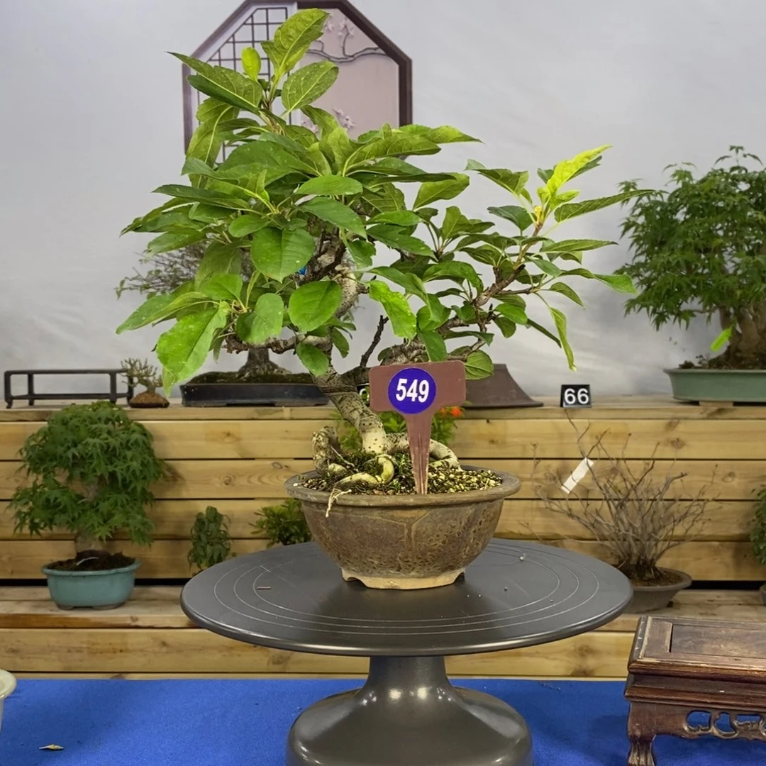 红陶20CM（含）-50CM（不含）东****9549