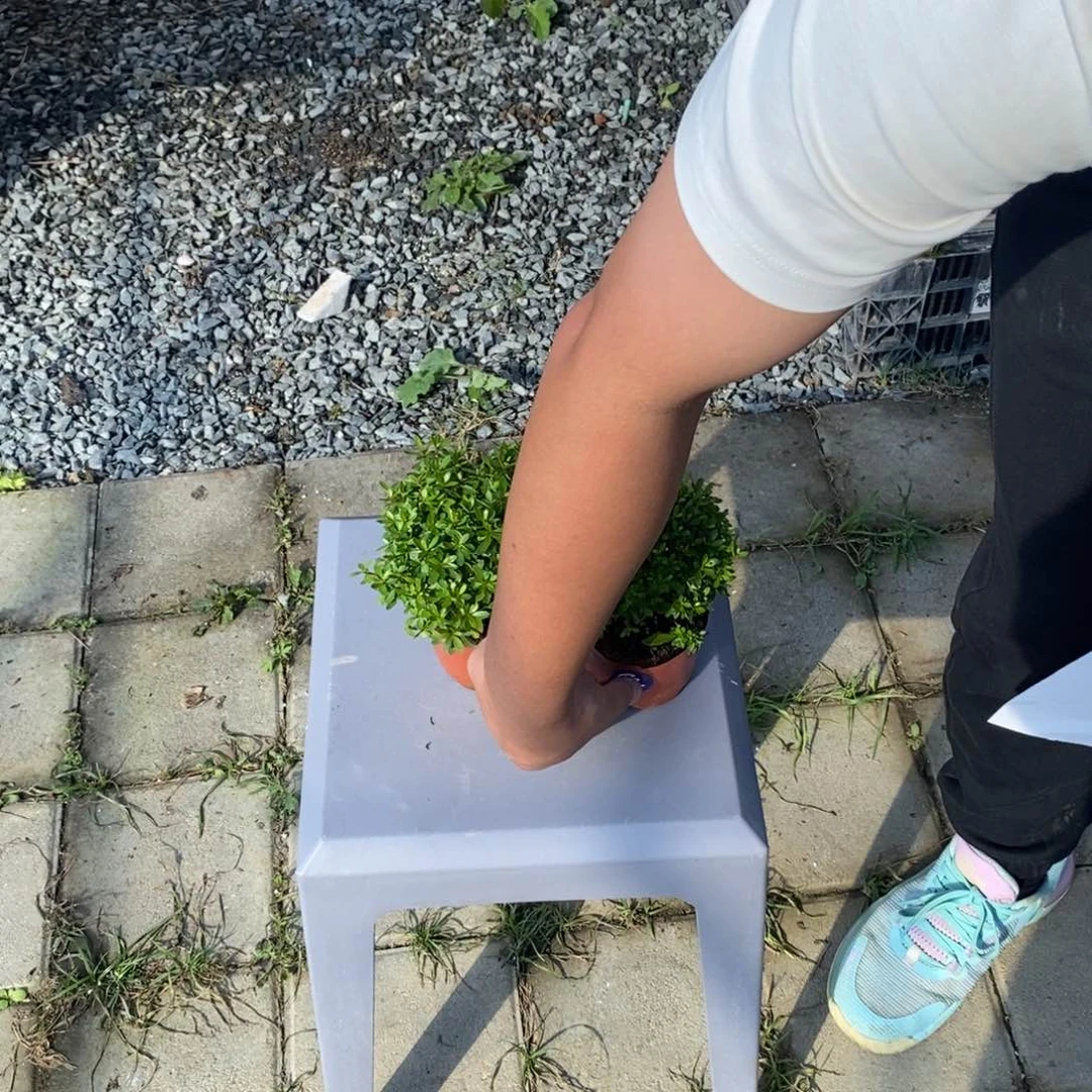 红陶20CM（含）-50CM（不含）木*森684