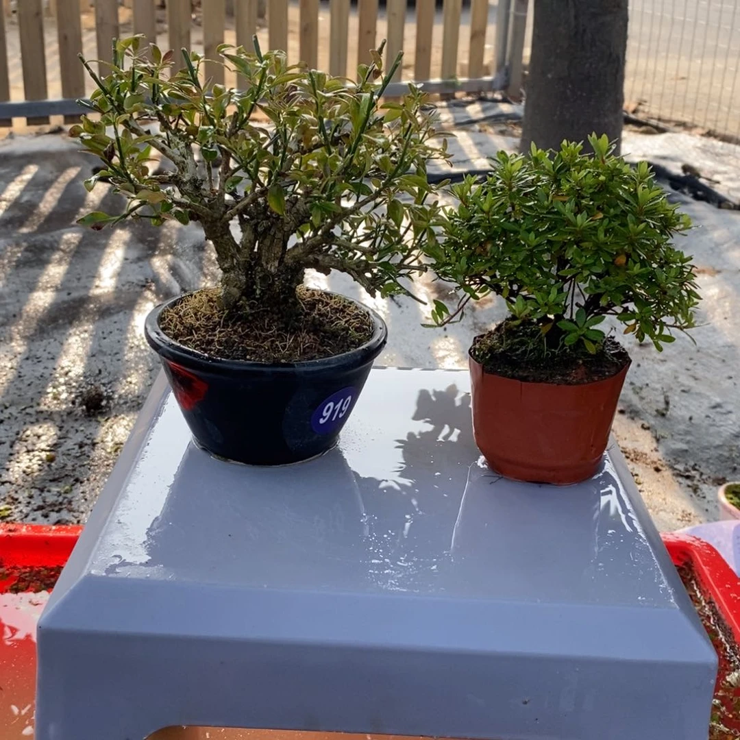 红陶20CM（含）-50CM（不含）闲*919