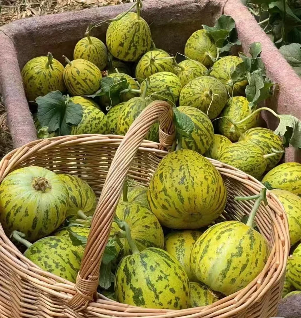 八里香甜瓜一个