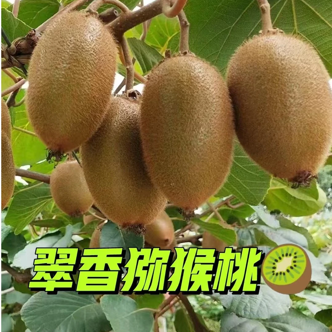 【市场直发】翠香猕猴桃3.5斤