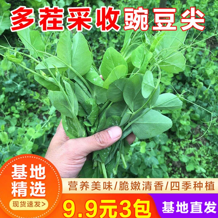 豌豆尖种子种植生长新鲜不败季节热销佳品销售播种现货使用清香