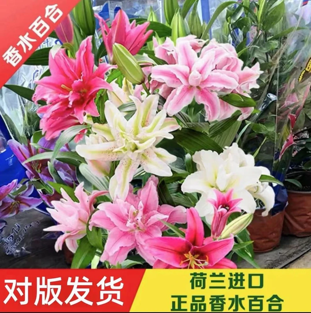 【特惠特惠 3颗香水百合】开花浓香型四季种植开花植物室内外盆栽