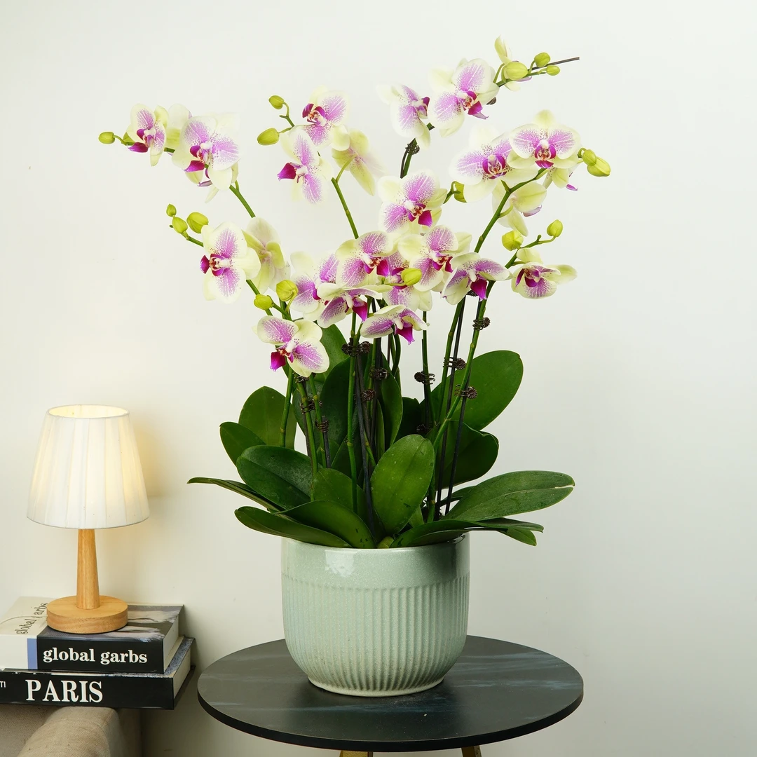 【笑脸】甄选蝴蝶兰 花量大 花期长 好打理