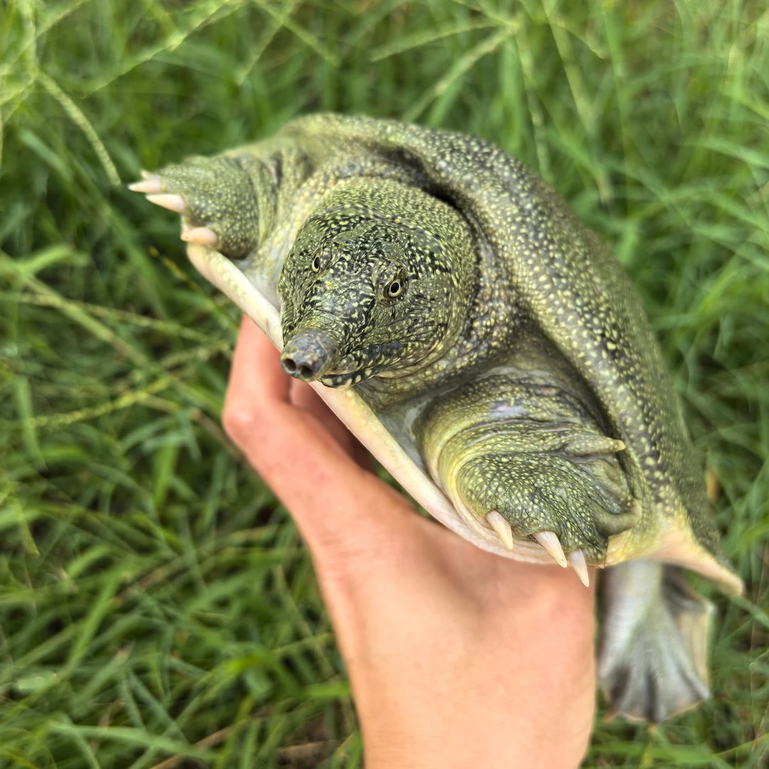 外塘仿野青背 生态甲鱼滋补生鲜 ， 包邮包活包鲜SSS