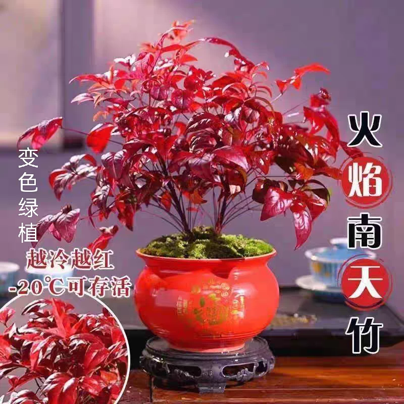 火焰南天竹植物书房阳台客厅绿植桌面盆栽好养易活禅意创意摆件
