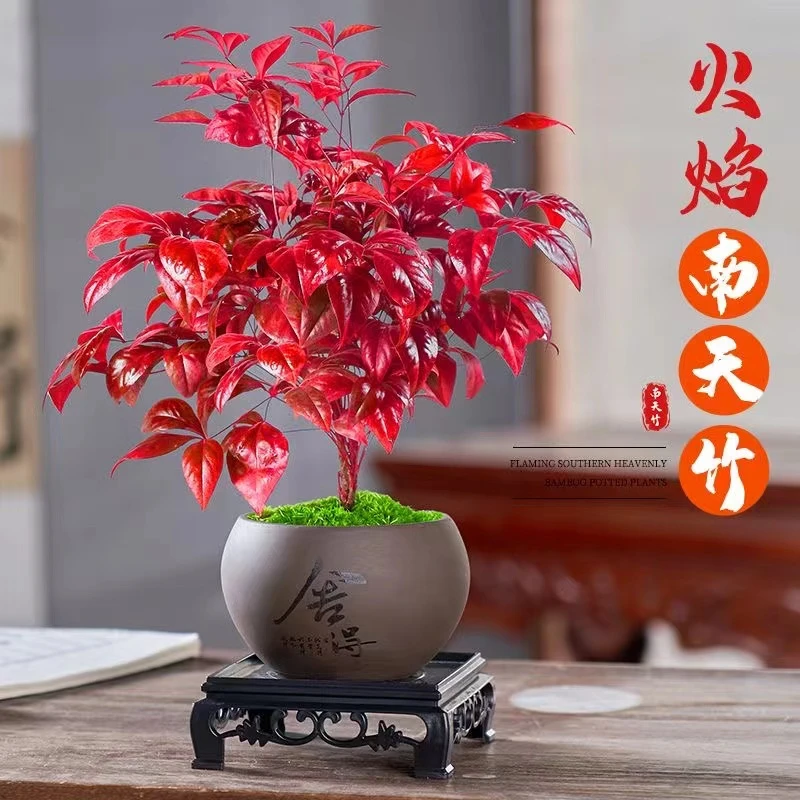 火焰南天竹变色盆栽盆景冬季水耐寒培绿植植物阳台四季好养
