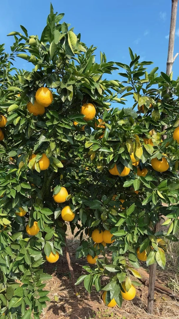 正宗赣南信丰脐橙，现摘现发，自然成熟，果香浓郁，口感非常好！