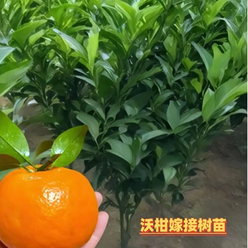 优质柑橘类裸根泥浆保湿四川成都基地直发