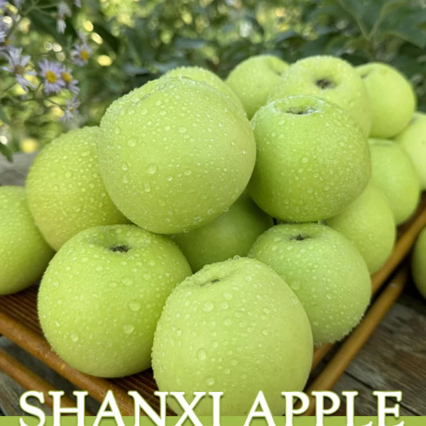 山西脆甜青苹果高山种植多汁原产地正宗酸甜原生态