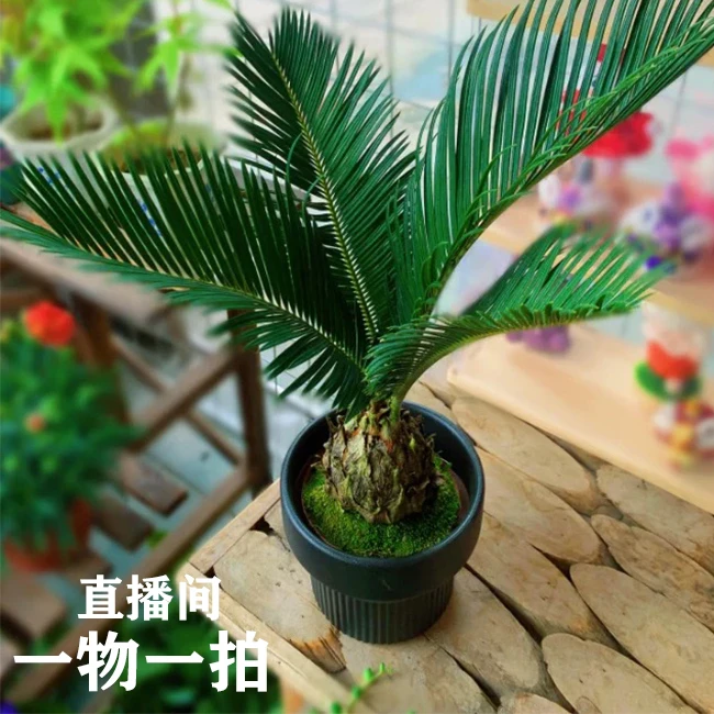 铁树盆栽霸王铁树室内外大型旺宅绿植盆景四季好养耐寒绿化树苗木
