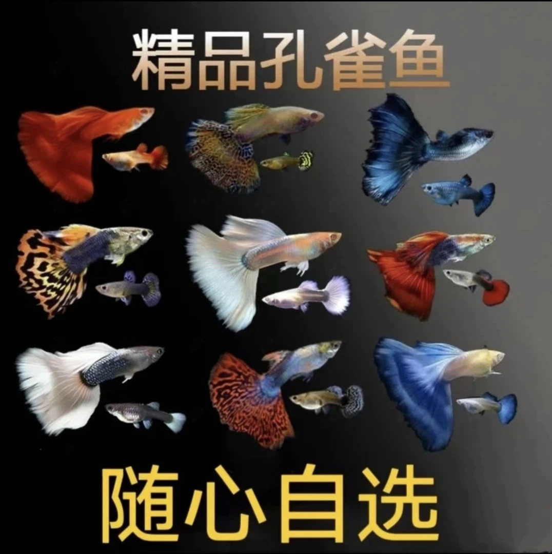 孔雀鱼单拍链接不限于其他小型热带鱼