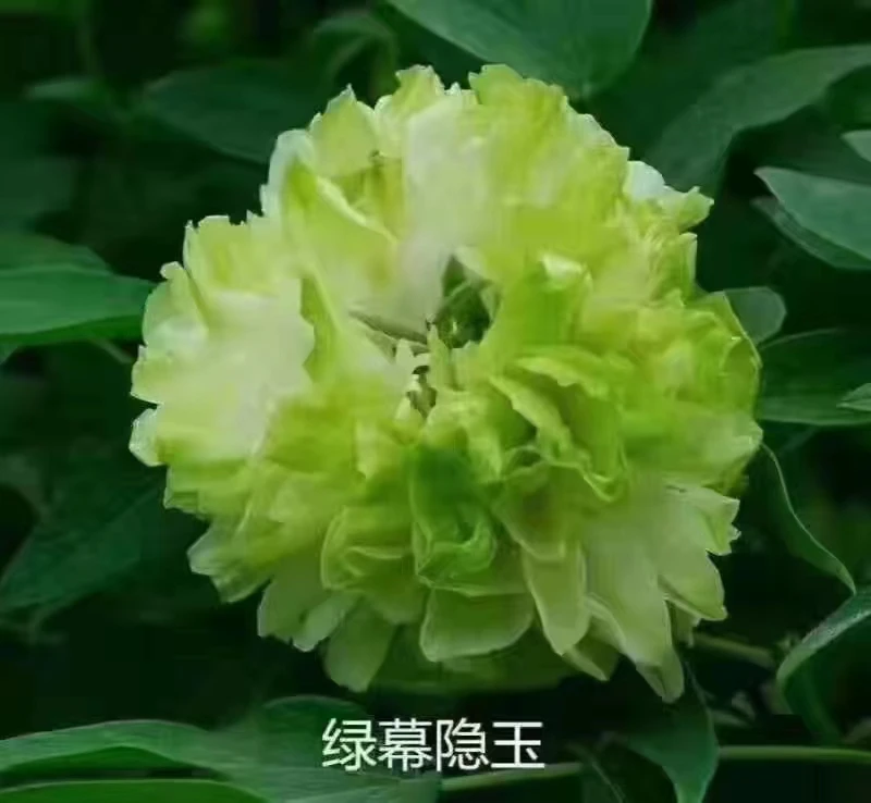 绿幕隐玉 精品牡丹 先发肥秋季发苗