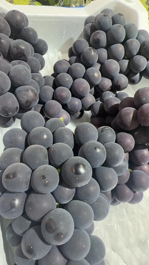 【鲜果】巨峰葡萄一串约1000g